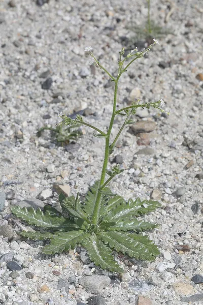 Aliciella triodon