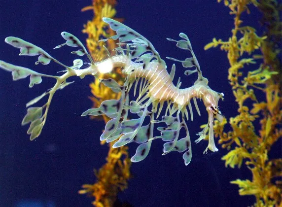 Diversity of fish