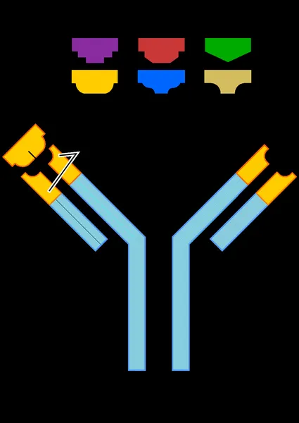 Antibody