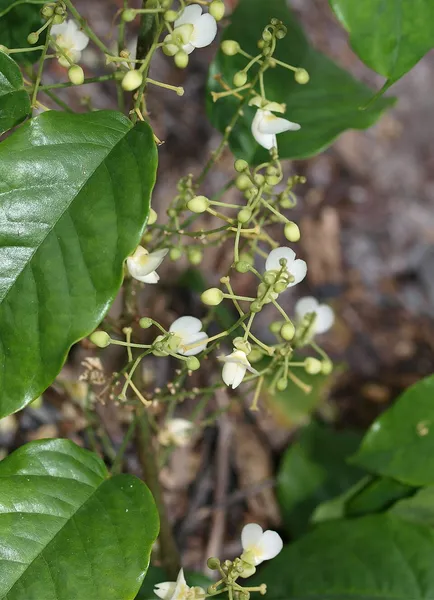 Airyantha