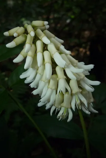 Euchresta