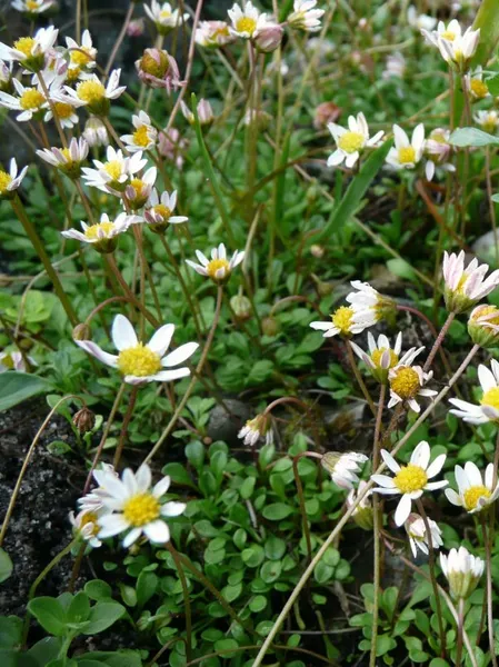 Bellium