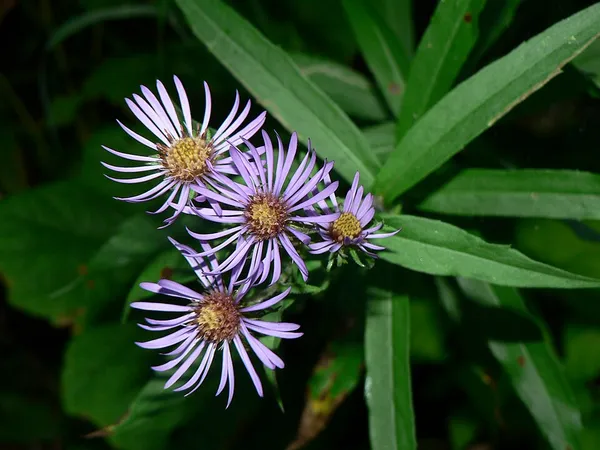 Canadanthus