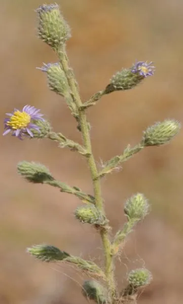 Lachnophyllum