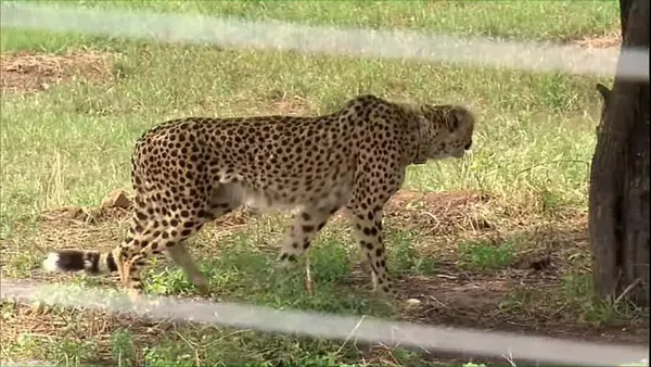 African cheetah translocation to India