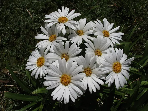 Dolichoglottis