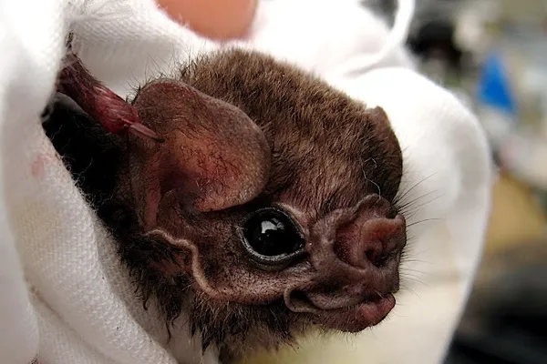 Hairy-legged vampire bat