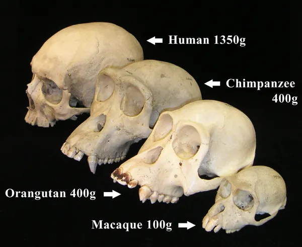 Biological anthropology