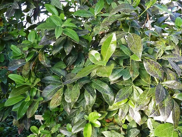 Apollonias