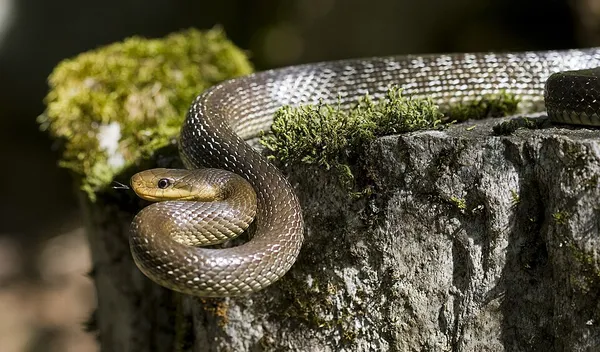 Aesculapian snake