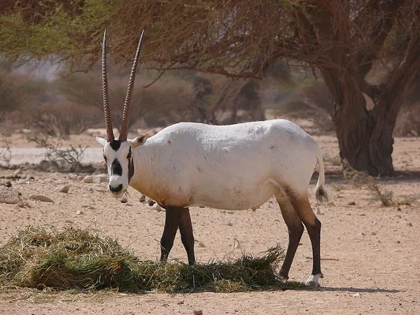 Arabian oryx reintroduction