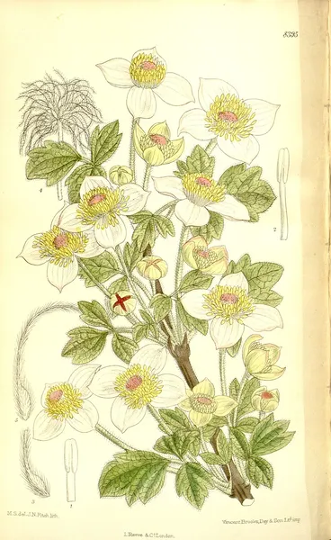 Clematis chrysocoma