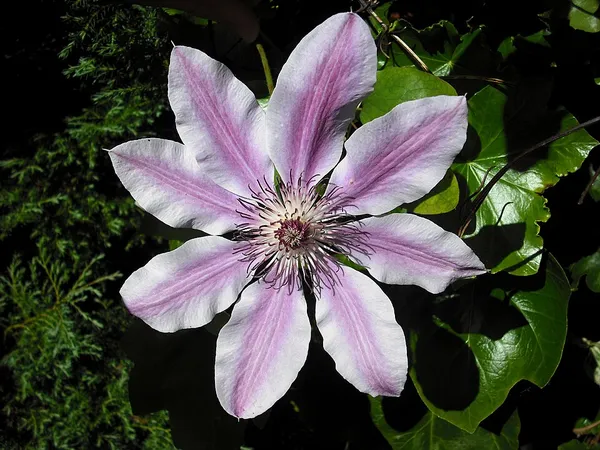Clematis lanuginosa