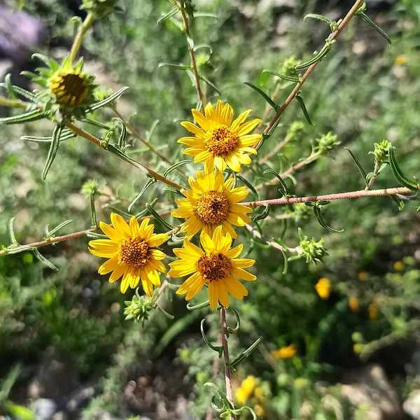 Aldama (plant)