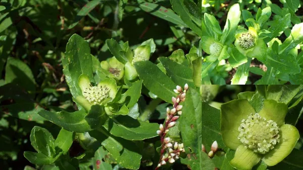 Enydra (plant)