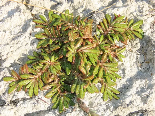 Eriachaenium