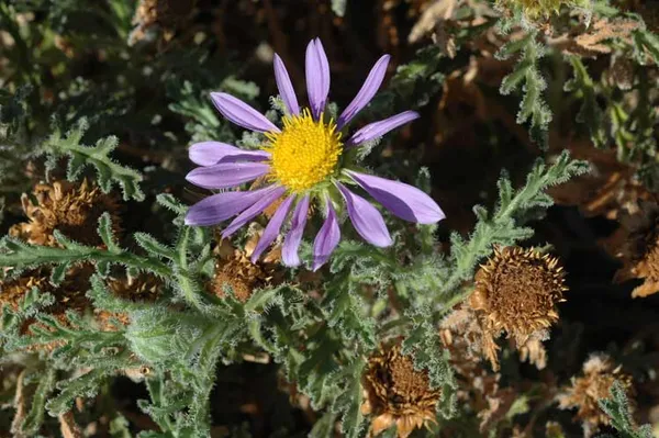 Erodiophyllum