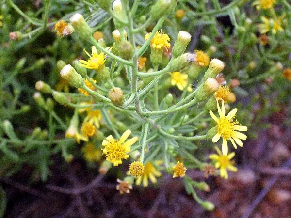 Dittrichia