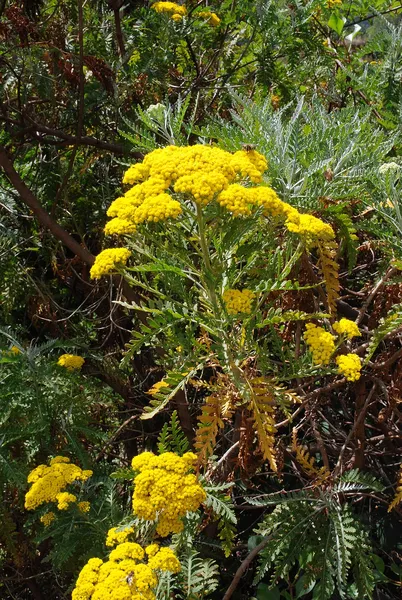 Gonospermum