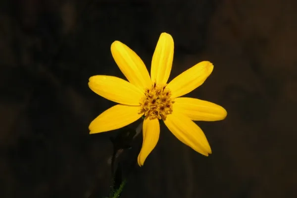 Jamesianthus
