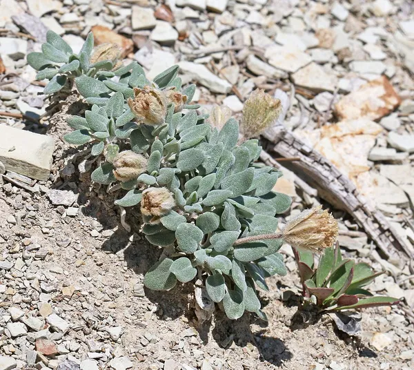 Chamaechaenactis