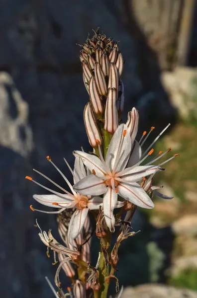Asphodelus ramosus