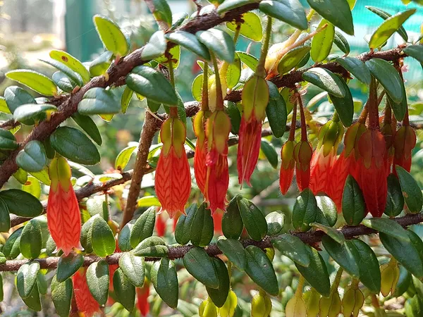 Agapetes