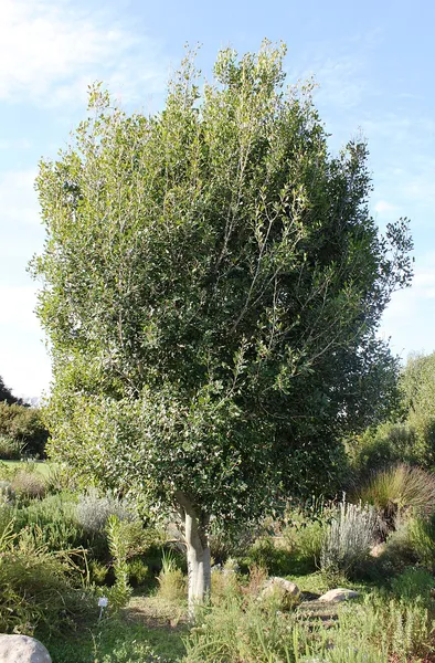 Apodytes