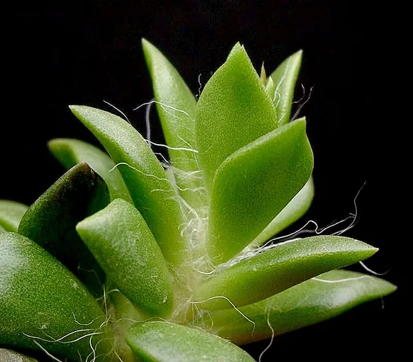 Anacampseros