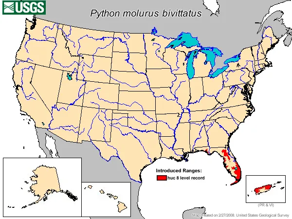 Burmese pythons in Florida