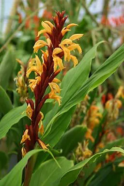 Cautleya