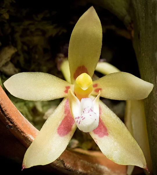 Brachypeza