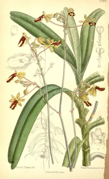 Cottonia