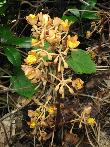 Cyrtosia (plant)