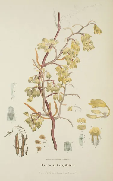 Erythrorchis