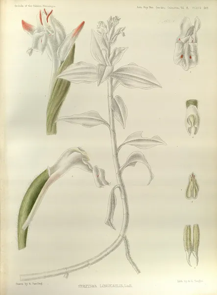 Herpysma