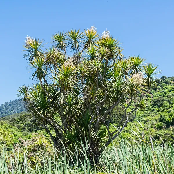 Cordyline