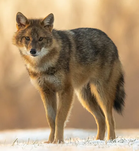 European jackal