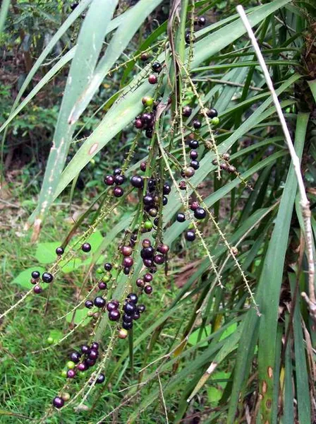 Cordyline stricta