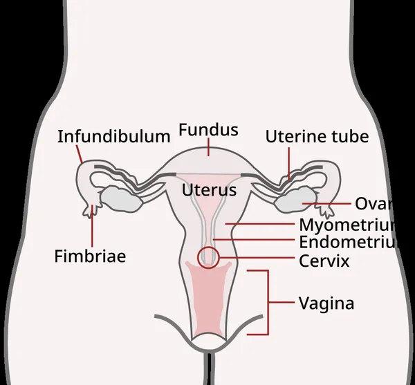 Colposcopy