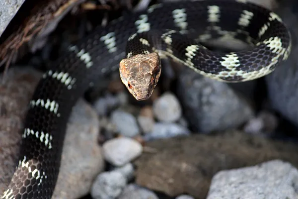 Alsophis antillensis