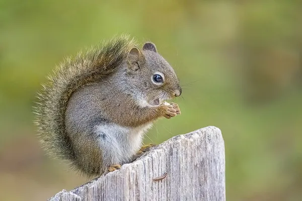American red squirrel