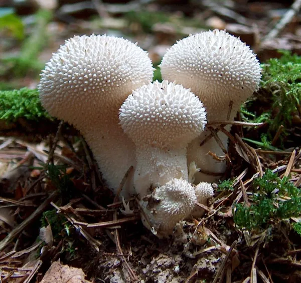 Gasteroid fungi