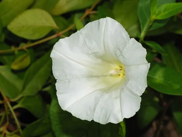 Calystegia sepium