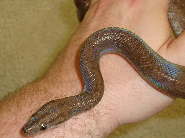 Epicrates maurus