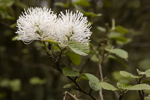 Fothergilla latifolia