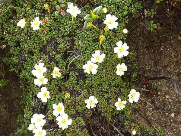 Diapensiaceae