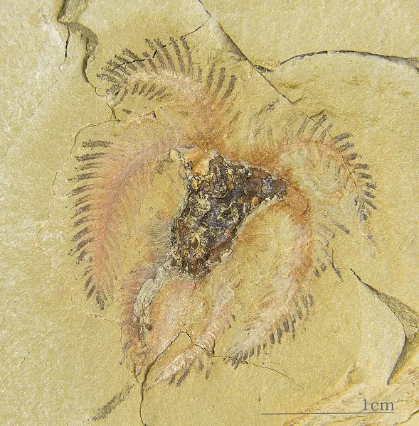 Fezouata Formation