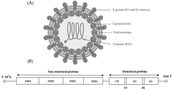 Alphavirus