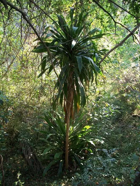 Dracaena aletriformis
